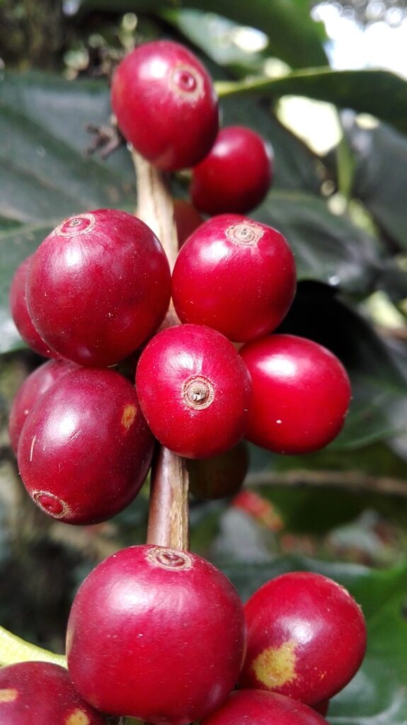 Finca Café Alto – San Pablo, Nariño
