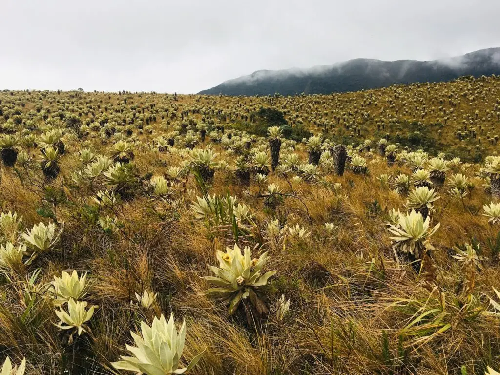 Páramo del Fraile – Pasto, Nariño