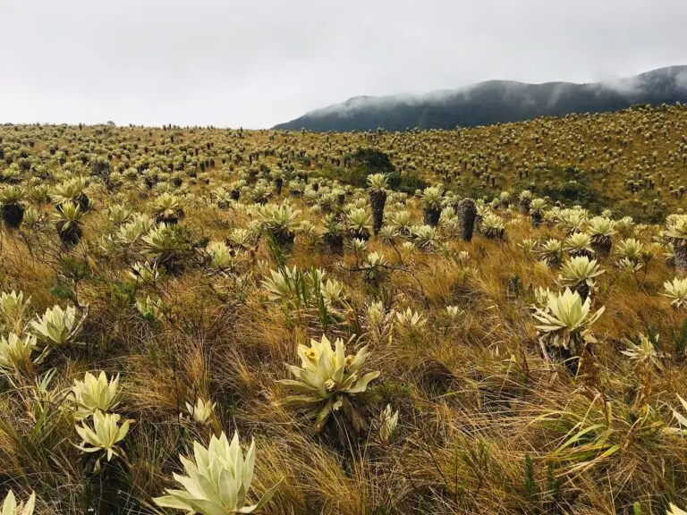 Páramo del Fraile – Pasto, Nariño